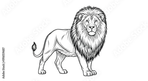 lion vector illustration