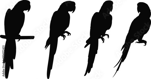 Set of black parrot silhouettes, featuring tropical macaws in various perching and standing poses for exotic bird nature design projects.