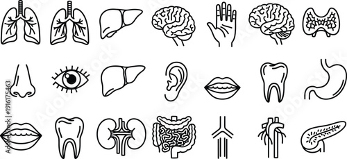 Illustrated guide to major human organs and anatomical features isolated on transparent background, Vector