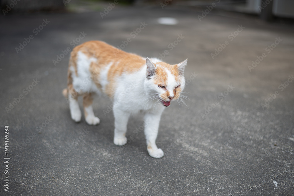 Fototapeta premium 屋外を歩く可愛い猫 茶トラ白 