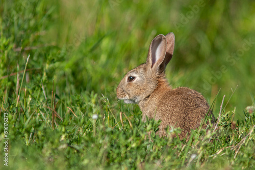 Wild European rabbit, Oryctolagus cuniculus,  sitting in the grass in Gotland, Sweden, Europe