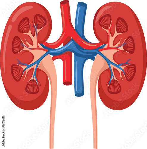 Human kidney anatomy vector illustration with renal arteries, veins, cortex, medulla, pelvis, nephron network, urinary system educational diagram
