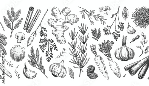 Hand Drawn Botanical Border of Herbs Spices and Vegetables Sketch ginger garlic