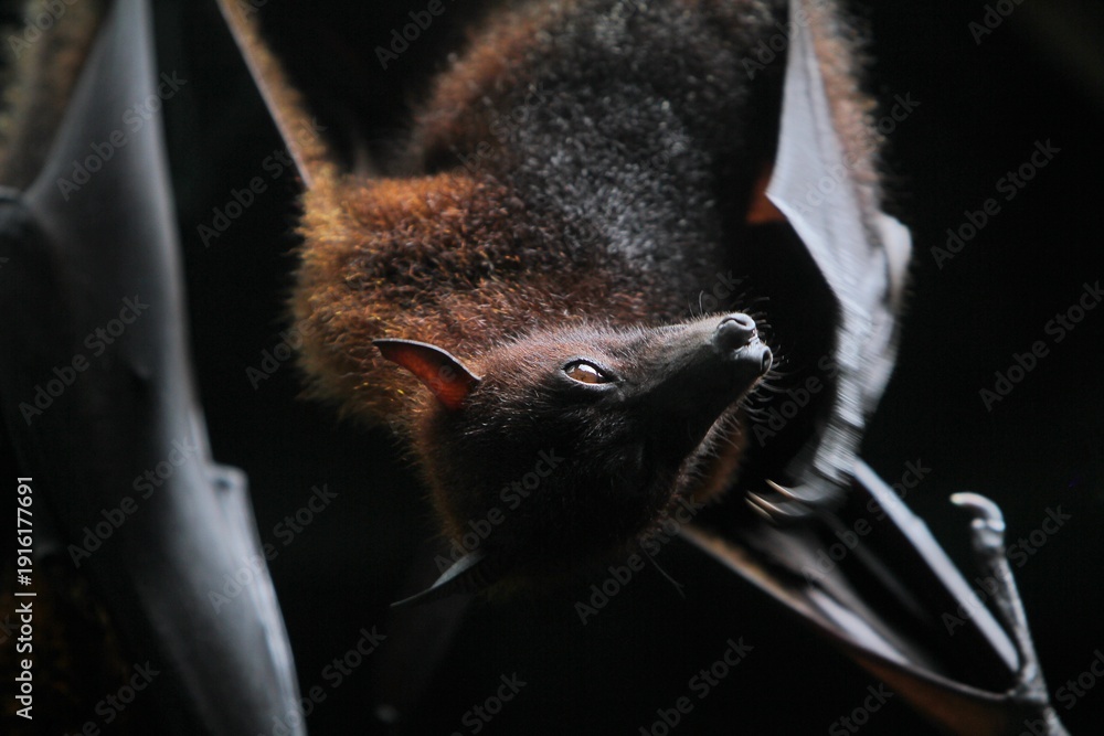 Fototapeta premium close up of a sleeping megabat