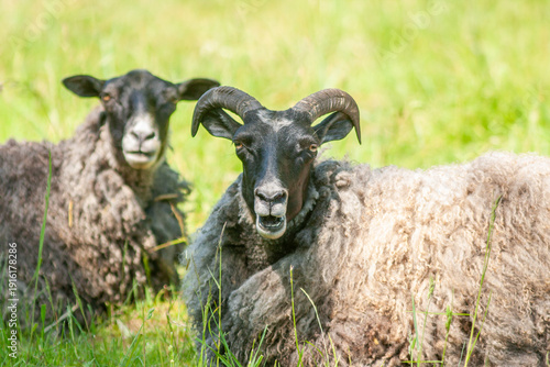 Quadro em tela Black-headed sheep resting and ruminating
