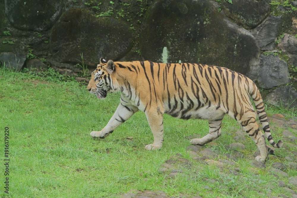 Fototapeta premium A Bengal tiger is seen walking calmly on the grass during the day.