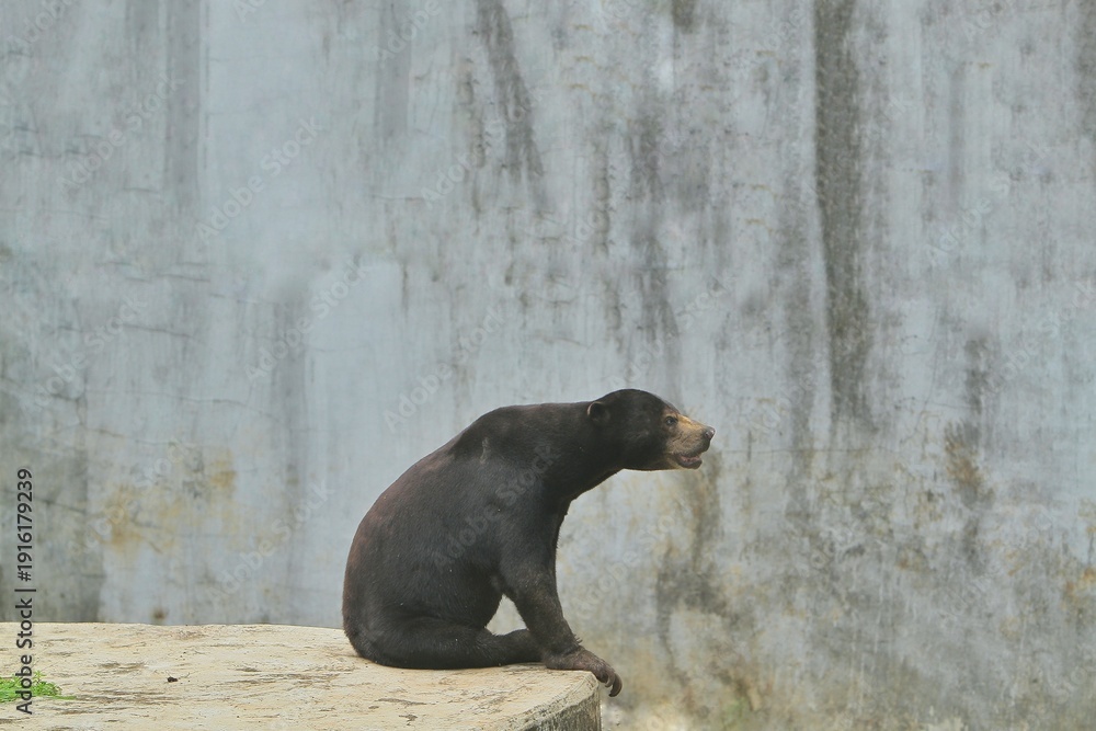 Fototapeta premium side view of a sun bear sitting quietly on the edge of the floor