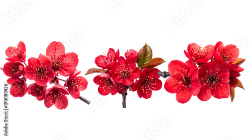 High quality photo of vibrant red cherry blossom branch isolated on transparent backg 
