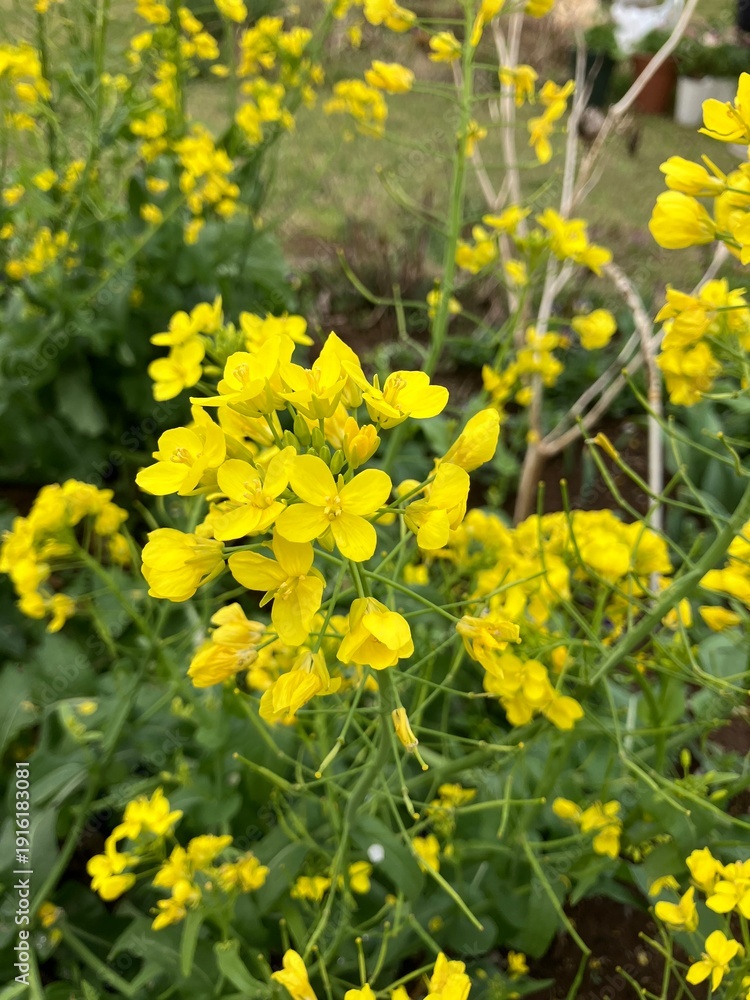 Fototapeta premium Yellow rapeseed flowers