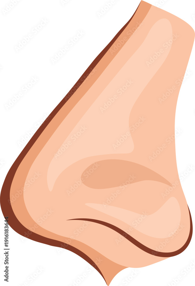 Fototapeta premium Anatomical Profile View of a Human Nose Vector Illustration