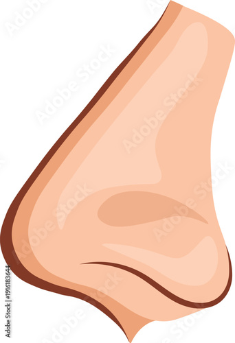 Anatomical Profile View of a Human Nose Vector Illustration
