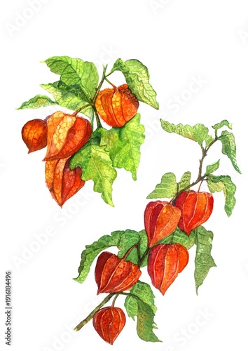 Foto Watercolor botany