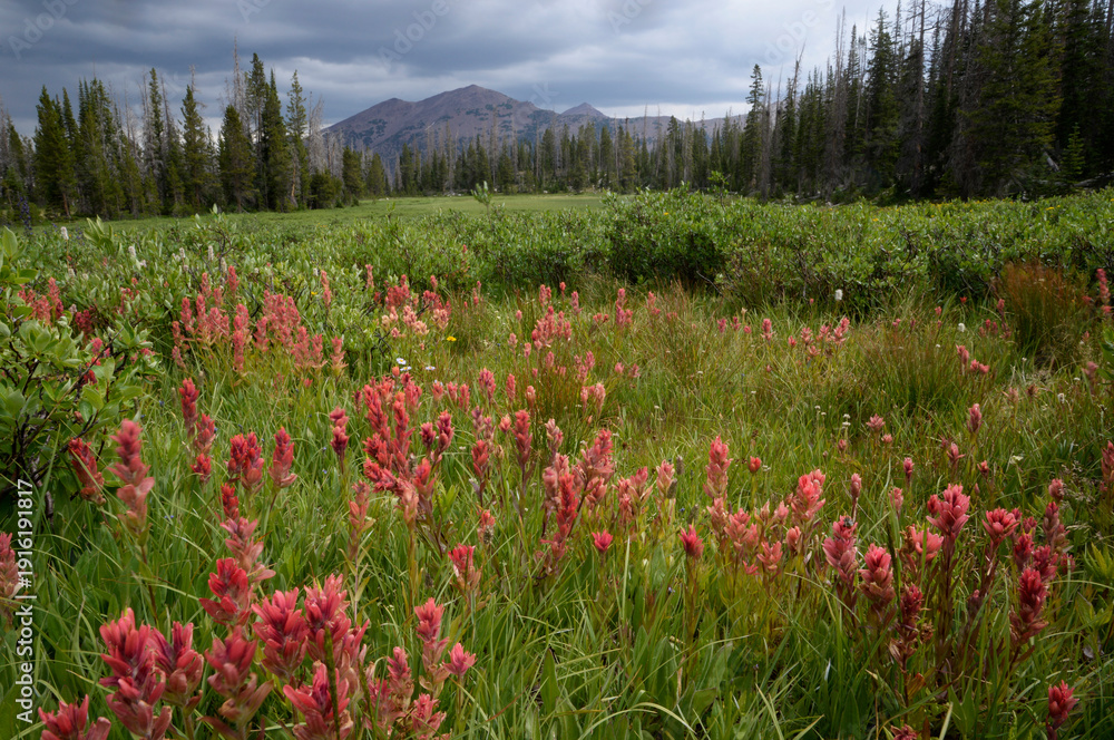 Ταπετσαρία Indian paintbrush and willow in an alpine meadow with distant peaks