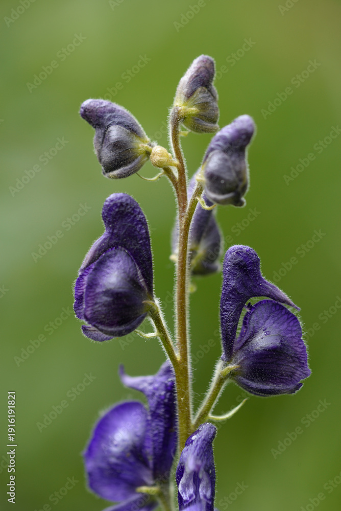 Φωτογραφία Close-up detail of Monkshood wildflower in an alpine meadow.