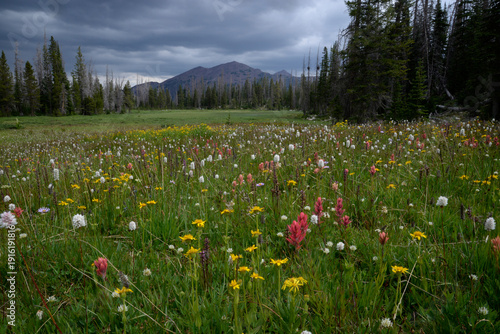 Photos Colorful wildflowers fill an alpine meadow with distant Uinta peaks