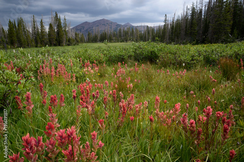 Tableau sur toile Indian paintbrush and willow in an alpine meadow with distant peaks