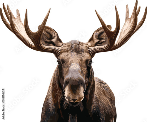 Detailed realistic illustration of a brown moose head with large antlers and natural fur texture isolated on white background for wildlife nature.