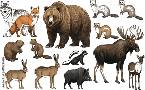 Large collection of realistic forest animal illustrations including bear wolf fox moose deer rabbit beaver skunk and wild boar isolated on white background.