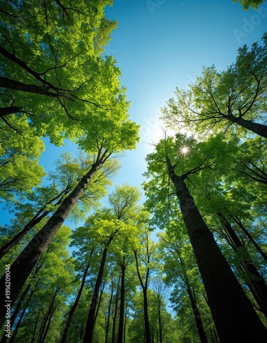 View looking up at tall green trees against bright blue sky. Sun shines through rich foliage creating dappled light. Forest canopy overhead.
