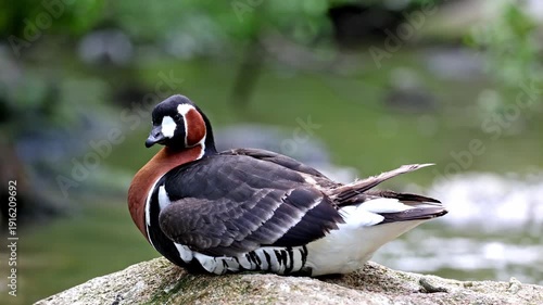 Branta ruficollis, Red-breasted Goose brightly marked species of goose in the genus Branta from Eurasia, breeds in Arctic Siberia, mainly on the Taymyr Peninsula.