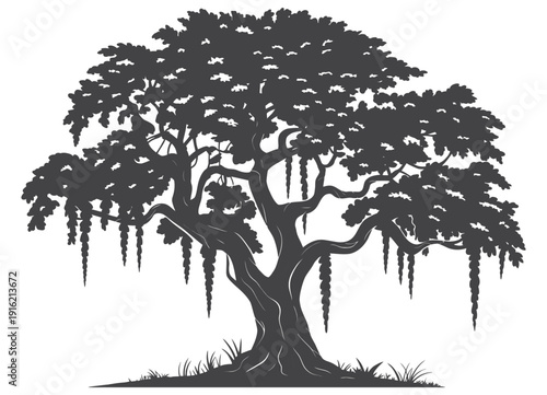 Spanish Moss Draping from Live Oak Tree Silhouette in Vector Illustration Showing Natural Hanging Foliage
