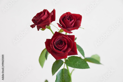 赤い薔薇