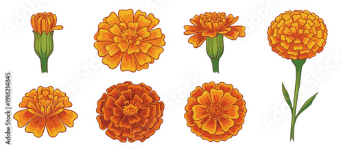 An illustration showing different stages and views of vibrant orange marigold flowers, including buds and fully bloomed blossoms on a white background.