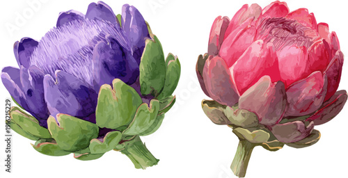 Two watercolor artichoke flowers in red and purple isolated on white background, vector design illustration
