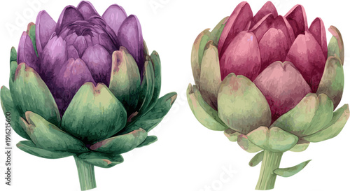 2 watercolor artichoke flowers with different patterns, in red and purple colors, in clip art style, isolated on white background.