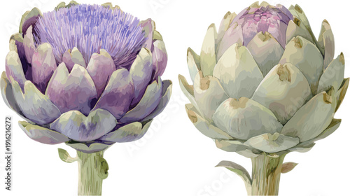 Two watercolor artichoke flowers with clipping path