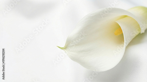 White calla lily flower on soft white background  