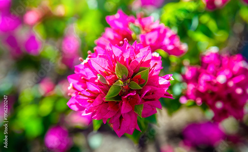  Bougainvillea blooms in the city park
