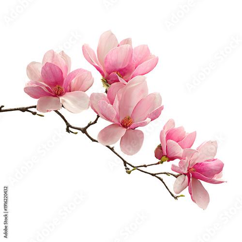 Pink Magnolia Blossoms Branch Isolated on White Background - High-Quality Stock Photo