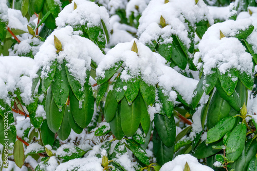 Cuadro en lienzo Verschneiter Rhododendron, Deutaschland