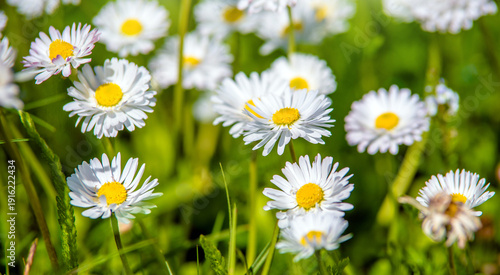 White small daisies blooming on grass background
