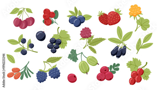 Set of different berries isolated on white background. Vector flat cliparts. Concept of healthy food, summer.