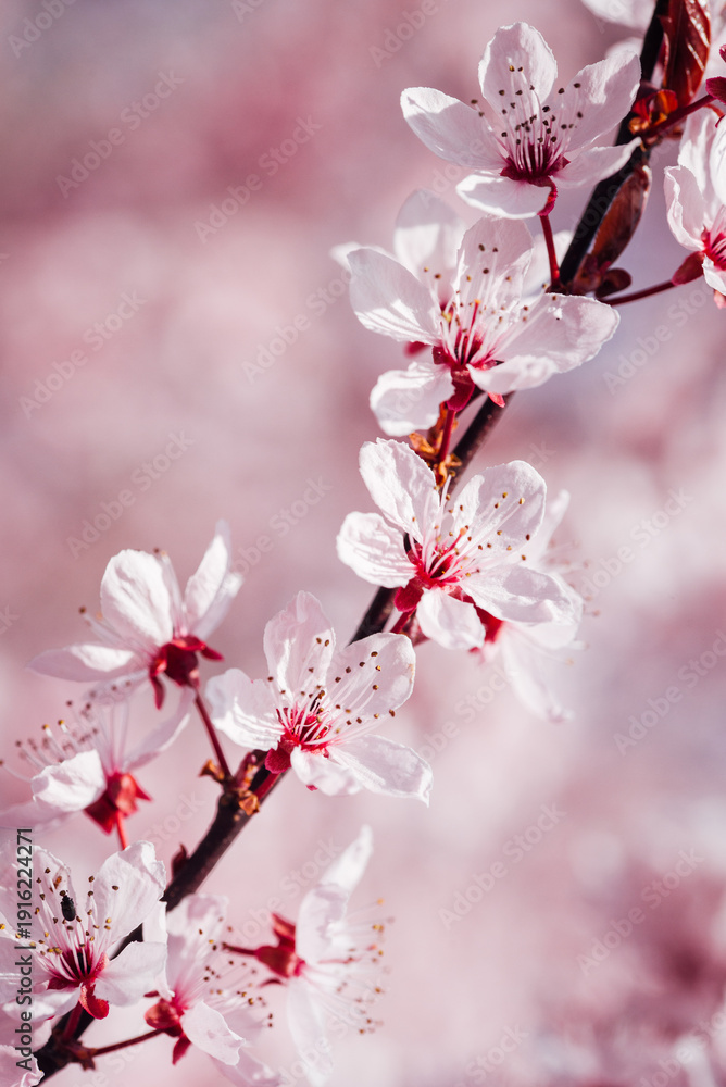 Obraz premium arbre fruitiers en fleurs. Fleurs roses sur un arbre printanier. Floraison d'un cerisier au printemps. Prunus en fleurs. Cerisier en fleurs au printemps