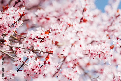 arbre fruitiers en fleurs. Fleurs roses sur un arbre printanier. Floraison d'un cerisier au printemps. Prunus en fleurs. Cerisier en fleurs au printemps