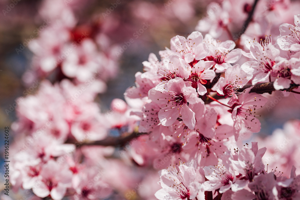 Obraz premium arbre fruitiers en fleurs. Fleurs roses sur un arbre printanier. Floraison d'un cerisier au printemps. Prunus en fleurs. Cerisier en fleurs au printemps