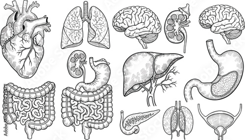 Human internal organs illustration set featuring heart, brain, lungs, liver, stomach, kidneys, intestines, pancreas, bladder, medical anatomy vector collection