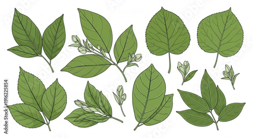 Various green leaves and leafy branches on white background botanical illustration set