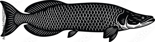 Northern pike fish silhouette illustration, detailed freshwater predator outline, vintage engraving style animal graphic, black white vector isolated