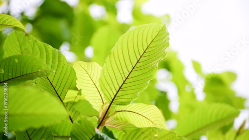 Kratom leaves Kratom sapling (Mitragyna speciose) green Is a type of drug. are a traditional herbal medicine for locals in Thailand.
