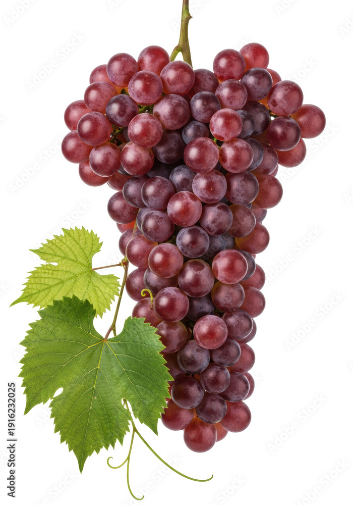 Fototapeta premium A lavish bunch of ripe red wine grapes with green leaves and tendrils isolated on a transparent background. Concept of viticulture and natural harvest