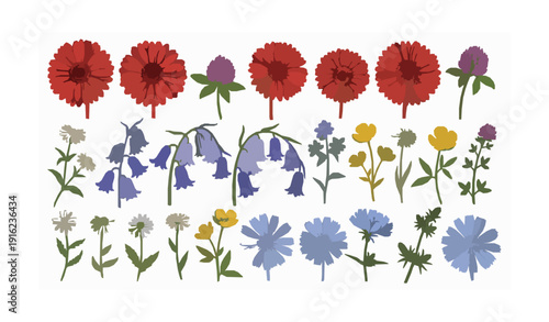 Row arranged hand drawn flower vector collection featuring gerbera bluebell chicory wildflowers isolated on white
