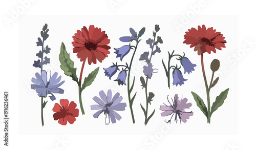 Hand drawn wildflower vector set with gerbera bluebell and chicory floral botanical illustrations isolated on white