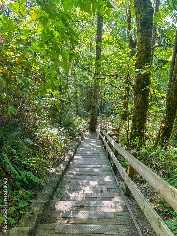 Fototapeta premium Stairway Through Discovery Park Forest