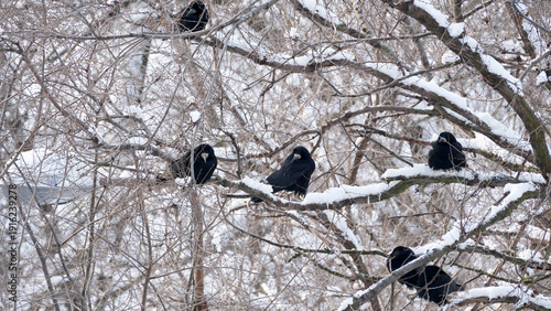 Crows perched on snowy branches in a winter wonderland scene