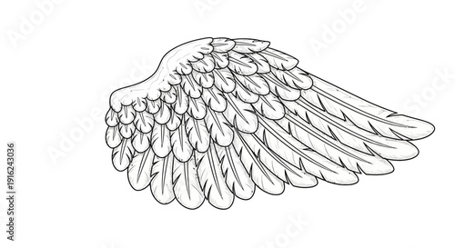 Detailed Sketch of a Single Angel Wing with Feathers, Isolated on White Background