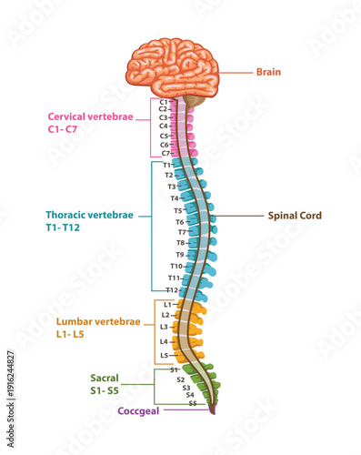  Illustration of Brain and Spinal Cord Diagram